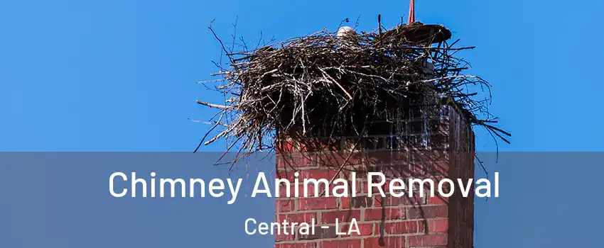 Chimney Animal Removal Central - LA