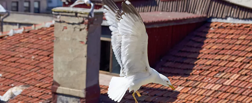 Residential Chimney Animal Removal Solution in Central, LA