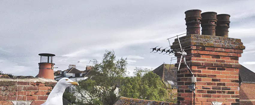 Chimney Cleaning And Restoration in Central, Louisiana